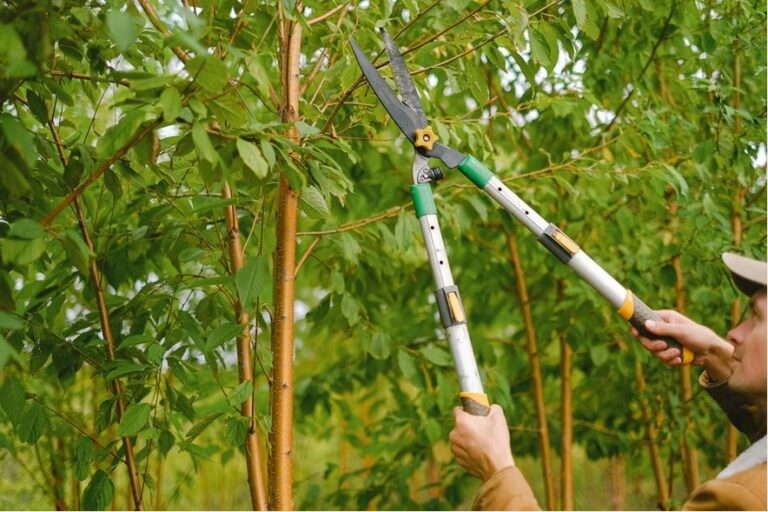 Expert Tree Cutting Services Near Me for Safe Trimming and Stump Removal